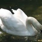 eating swan