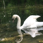 elegant swan