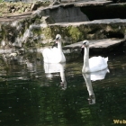 family swans