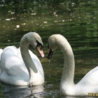 love swan