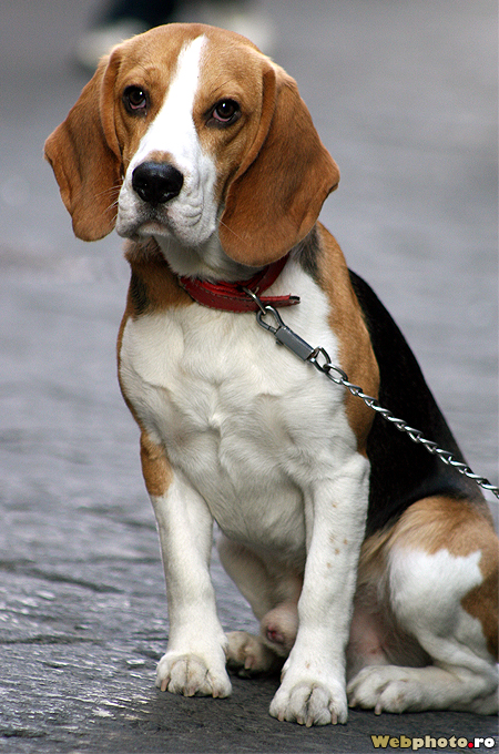 rasa beagle
