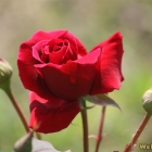 crimson-rose