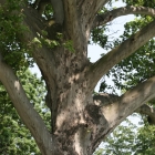 old-tree