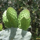 tepi cactus