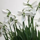 blossomed_snowdrop