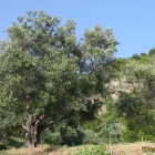 wild olive