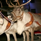 Santa's reindeer