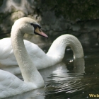 couple swans