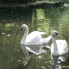 pair swans