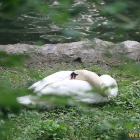 sleeping swan