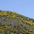 yellow bushes