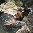 bear bathing