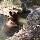 swimming bear